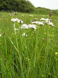 Image result for Oenanthe