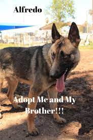 Pin On Adopt A Dog Or Puppy