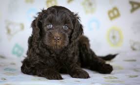 Take a look at barksdale labradoodles' current litters of labradoodle puppies for sale and find your new furry best friend today! Sunrise Australian Labradoodles Puppies For Sale Florida