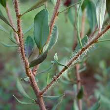 Image result for Scleria racemosa