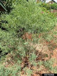 Image result for Gnidia