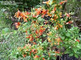 Image result for Ruttya fruticosa