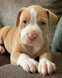 There are no reviews yet. Pitbull Puppies Puppies Near Me Home Facebook