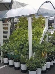 By admin june 27, 2020, 11:07 am. Terapi Kebun Laman Rumah Harian Metro