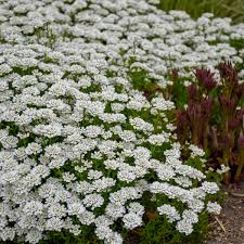 Photo Essay Extremely Cold Hardy Perennials Perennial Resource