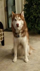 Male Blue Eyes Black And White Husky Maximus Siberian Husky Ging Fluff Red White And Blue Eyes Dog Long Hair Wooly Sitting And Looking Right Red Siberian Husky Red Husky White Husky