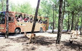 It was also the first park/zoo in europe to successfully breed white lion cubs and has done a great deal towards conserving the species. Turkey S First Safari Park Opens