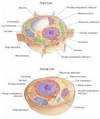 Maybe you would like to learn more about one of these? Plant Cell Vs Animal Cell Whats The Difference Animal Cell Plant And Animal Cells Plant Cell