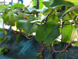 Maybe you would like to learn more about one of these? Atasi Maag Ini 7 Manfaat Daun Binahong Untuk Kesehatan Woop Id