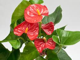 Continuez votre lecture pour trouver l'élue de votre intérieur. Anthurium Culture Et Entretien Pour Une Belle Floraison