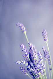 Check spelling or type a new query. 500 Flower Images Hq Download Free Flower Pictures On Unsplash