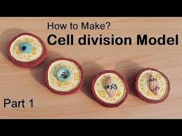 How To Make Cell Division Model 3d Thermocol Styrofoam Model Youtube In 2020 Cell Division Division How To Make