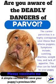 Pin By Anand Gupta On Dog Puppy Health Dog Health Problems Puppy Safe