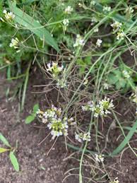 Image result for Arabidopsis thaliana