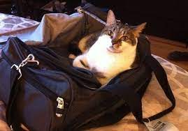 Transporting a cat especially by long distance is such a challenge for its owner. How To Transport A Cat By Car Long Distance Easy Actionable Tips Cat Ownership