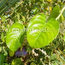 It produces the largest fruit of any species within the genus passiflora. Passiflora Quadrangularis Giant Granadilla Buy Seeds At Rarepalmseeds Com