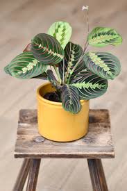 Image result for maranta