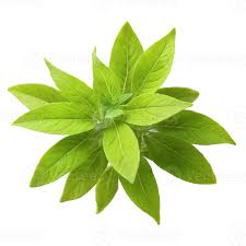 Image result for Aloysia citrodora