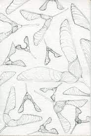 Helicopter Seed Pods Design Nature Drawing Drawings Pinterest Botanical Drawings