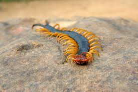 We asked you to report your sightings and share photos of the. Insects That Are Toxic To Cats And A Few That Aren T