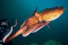 Enteroctopus Dofleini By Alexander Semenov Via Flickr Octopus Giant Pacific Octopus Sea Fish