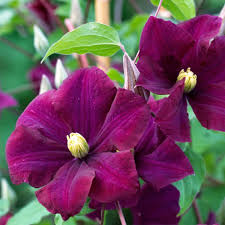 Maybe you would like to learn more about one of these? Buy Clematis Group 2or3 Syn Warsaw Nike Clematis Warszawska Nike