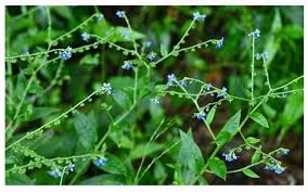 Image result for Cynoglossum coeruleum