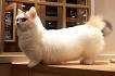 Munchkin cat - Wikipedia
