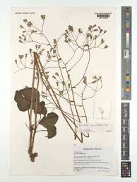 Image result for Senecio milanjianus