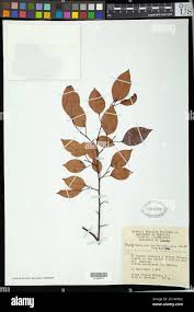 Image result for Maprounea