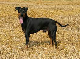 Feisty and fearless, the manchester terrier is a tenacious guy that has no clue that he is a small dog. Manchester Terrier Im Rasseportrait Zooroyal Magazin