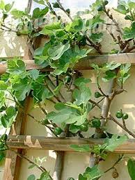 Feige Violetta Bayernfeige Ficus Carica Violetta Pflanzen Baume Pflanzen Balkon Pflanzen