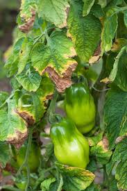 Tomato leaves turning yellow and drying up. Tomato Foliage Dying Alan Buckingham