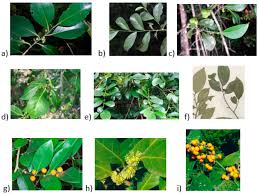 Image result for Suregada procera