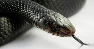 Typhon Snake Reptiles Big Dragon