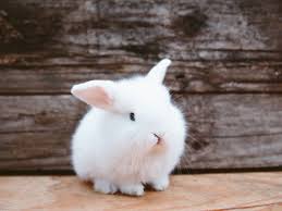 The colombian artist has been nominated for favorite. Understanding Rabbit Behavior
