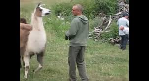 Animated Gif Lama Attack Man Animals Cute Animal Memes Funny Animals Funny Gif