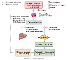 Glucagon Insulin Adipose Tissue Adipose Endocrine