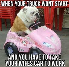 Me Except I Have A Nice Car Bulldog Funny Funny Animals Funny Car Memes