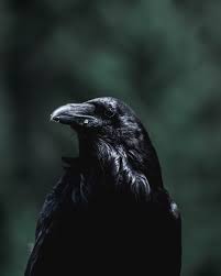 Crow Wallpaper Hd 2983928 Hd Wallpaper Backgrounds Download We have a massive amount of desktop and mobile backgrounds. crow wallpaper hd 2983928 hd