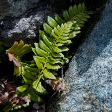 Image result for Lonchitis