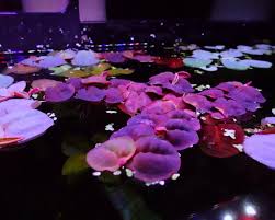 Image result for Phyllanthus retinervis