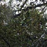 Image result for Viscum tuberculatum