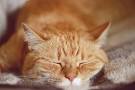 Facts on Orange Tabby Cats | Cuteness