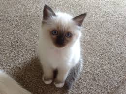 Birman Kittens For Sale Nsw Gorgeous Birman Kitten For Sale Saltash Cornwall Pets4homes