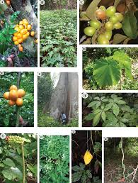 Image result for Hugonia platysepala