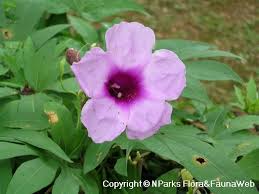 Image result for Ipomoea mauritiana