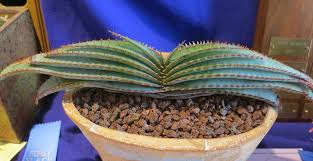 Image result for Aloe suprafoliata