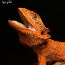 Image result for Pogonarthria