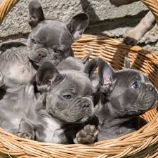 We are a small breeder of akc french bulldogs in rhode island, our frenchies are a part of our family. French Bulldog Breeder Hits Jackpot With Adorable Litter Of Pups Worth 16 000 Mirror Online